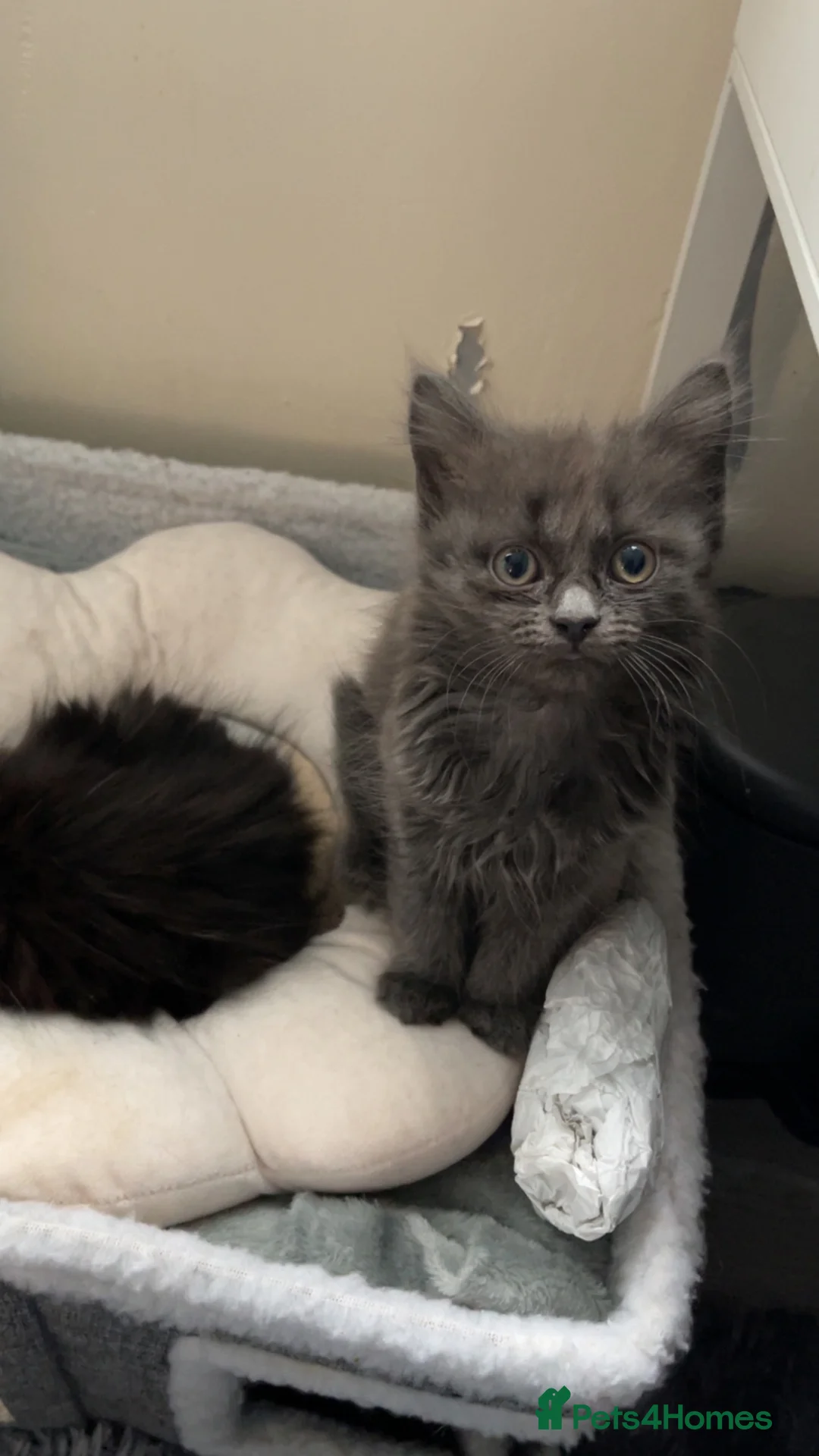 Nebelung cats for sale: Nebelung kittens  - Advert 1