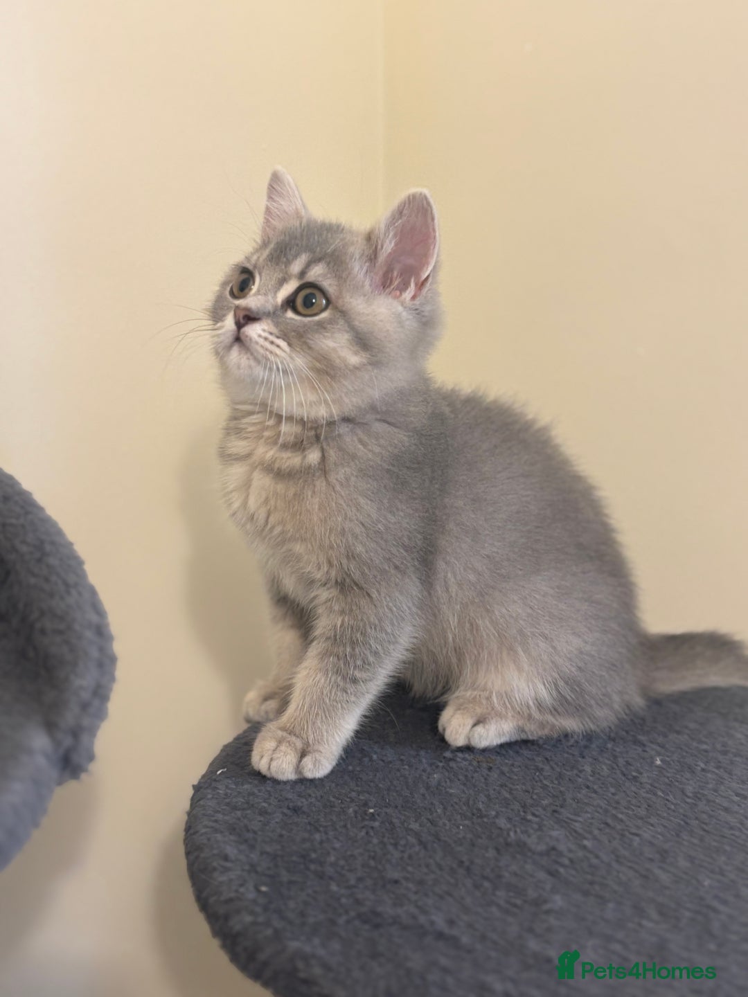 Brazilian Shorthair cats for sale: Last 2 gold tabby left ****READY TO GO ***** - Image 29
