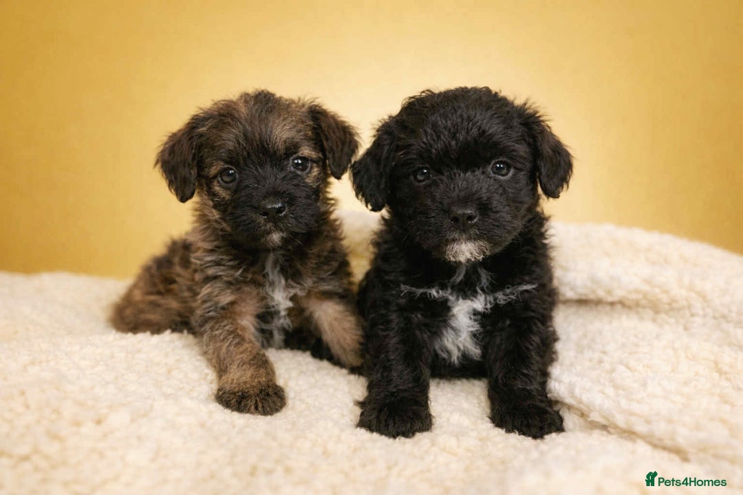 Border Terrier dogs for sale: Two Stunning Border Teddy Boys - Advert 5