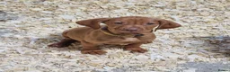 Hungarian Vizsla dogs for sale: Beautiful KC Registered Hungarian Vizsla Puppies  - Advert 7