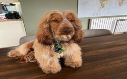 Cocker Spaniel dogs for sale: Beautiful KC reg Cocker Spaniel Pups - Image 15