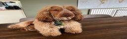 Cocker Spaniel dogs for sale: Beautiful KC reg Cocker Spaniel Pups - Advert 8