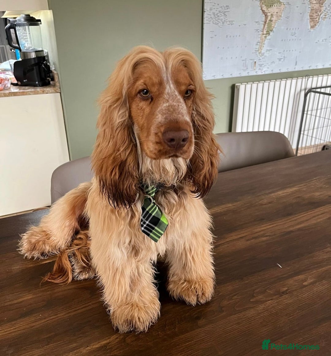Cocker Spaniel dogs for sale: Beautiful KC reg Cocker Spaniel Pups - Image 15