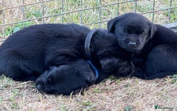 Labrador Retriever dogs for sale: Beautiful Labrador pups  - Image 15