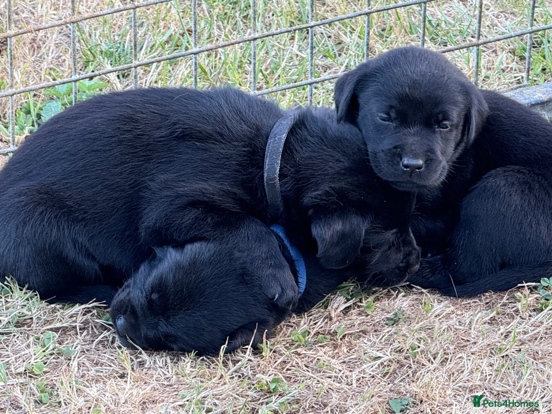 Labrador Retriever dogs for sale: Beautiful Labrador pups  - Image 15
