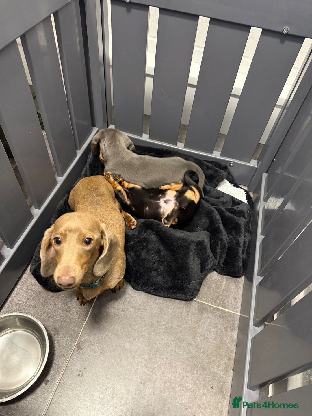 Miniature Dachshund dogs for sale: 2 stunning miniature dachshund puppy’s  - Image 39