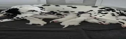 Dalmatian dogs for sale: Litter of 8 puppies  - Advert 11