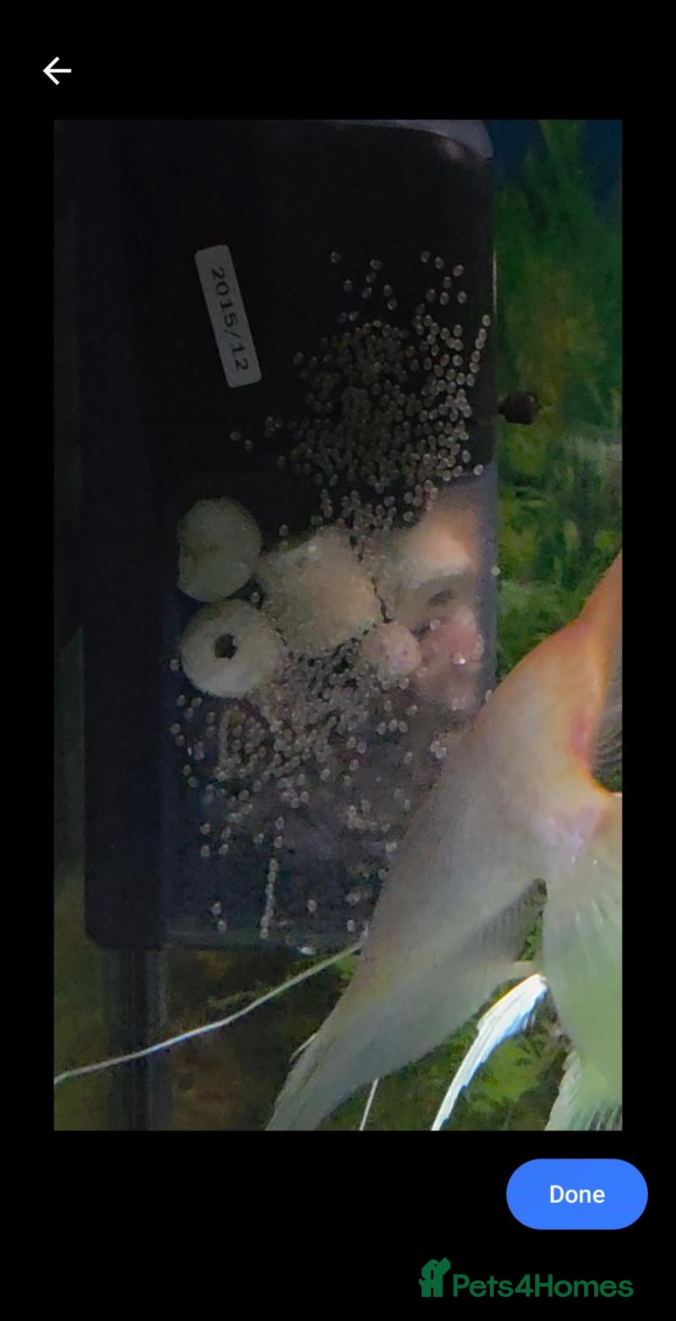 Angelfish fish breeding pair of anglefish for sale  - Advert 2