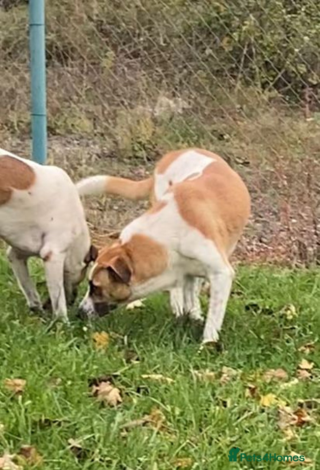 Mixed Breed dogs for adoption: Dino, 3 yrs old approx. Available for adoption. - Advert 1