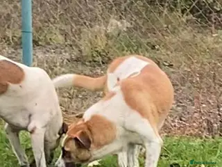 Mixed Breed dogs Dino, 3 yrs old approx. Available for adoption. - Advert 17