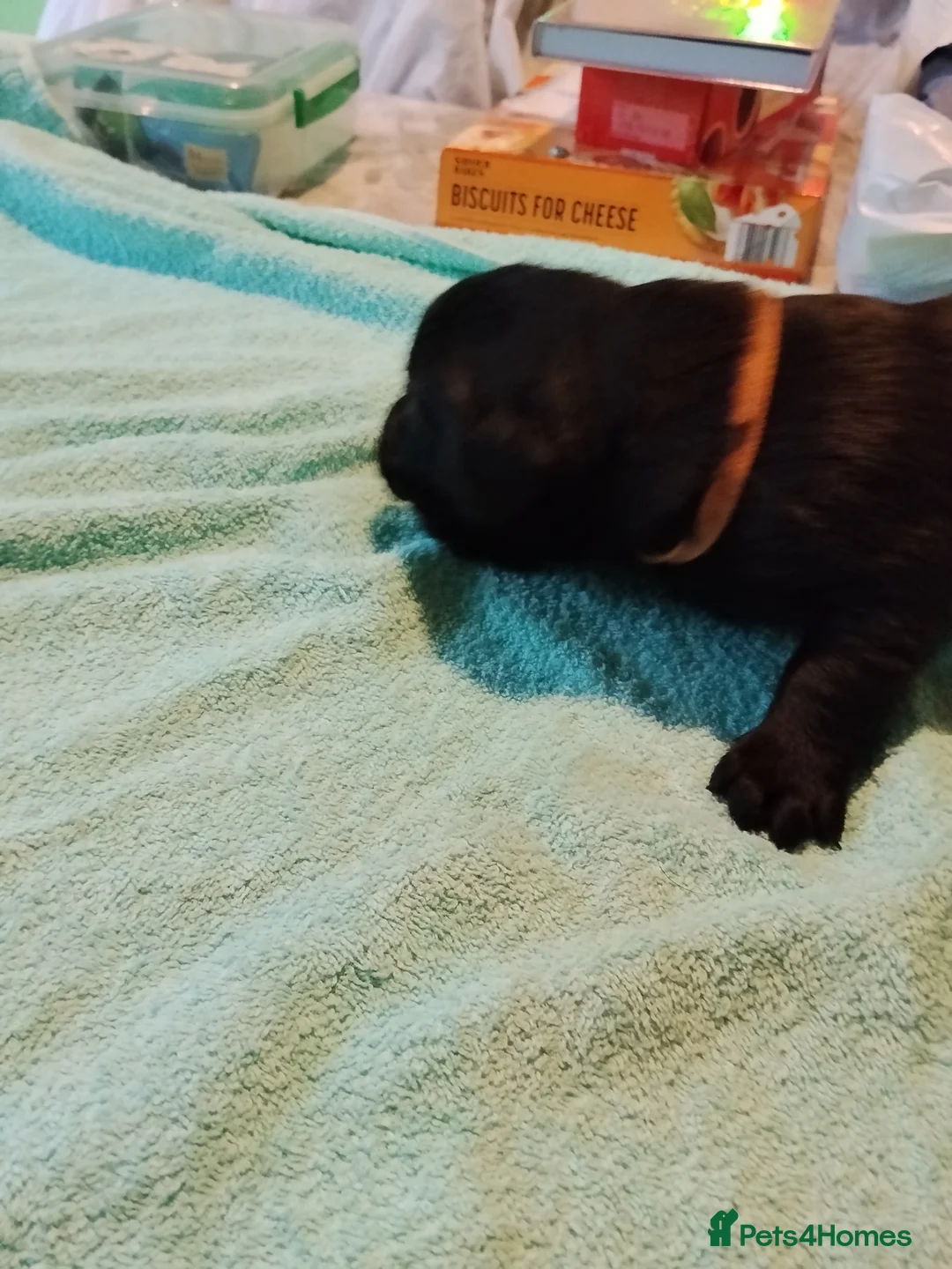 Labrador Retriever dogs for sale: 6 Yellow/Black Labrador Retrievers - Advert 23