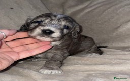 Cockapoo dogs for sale: Cockapoo  - Image 15