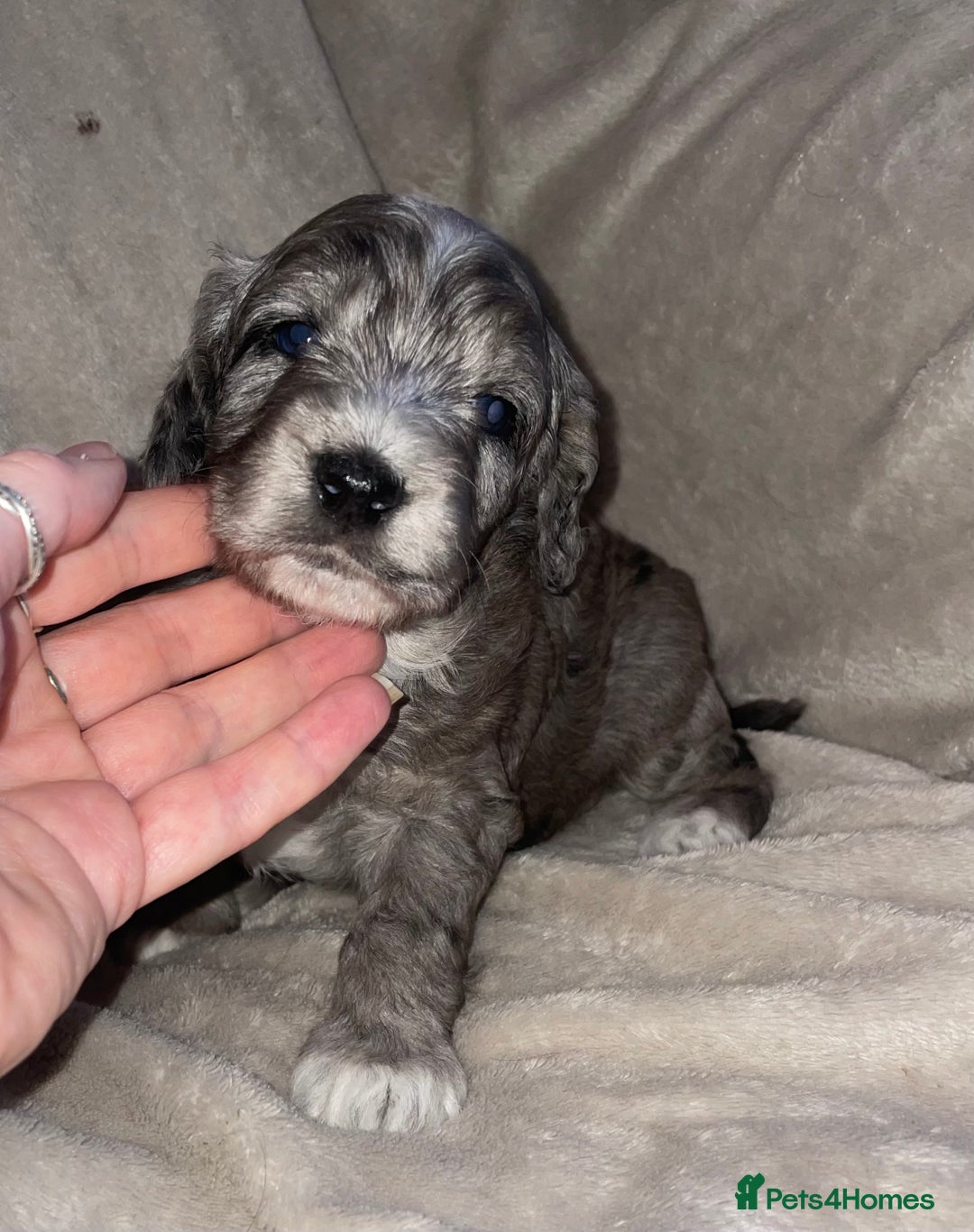 Cockapoo dogs for sale: Cockapoo  - Image 15