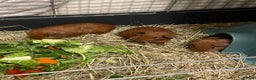 Guinea Pig rodents for sale: Baby Guinea Pigs. Male & Female pairs - Advert 14
