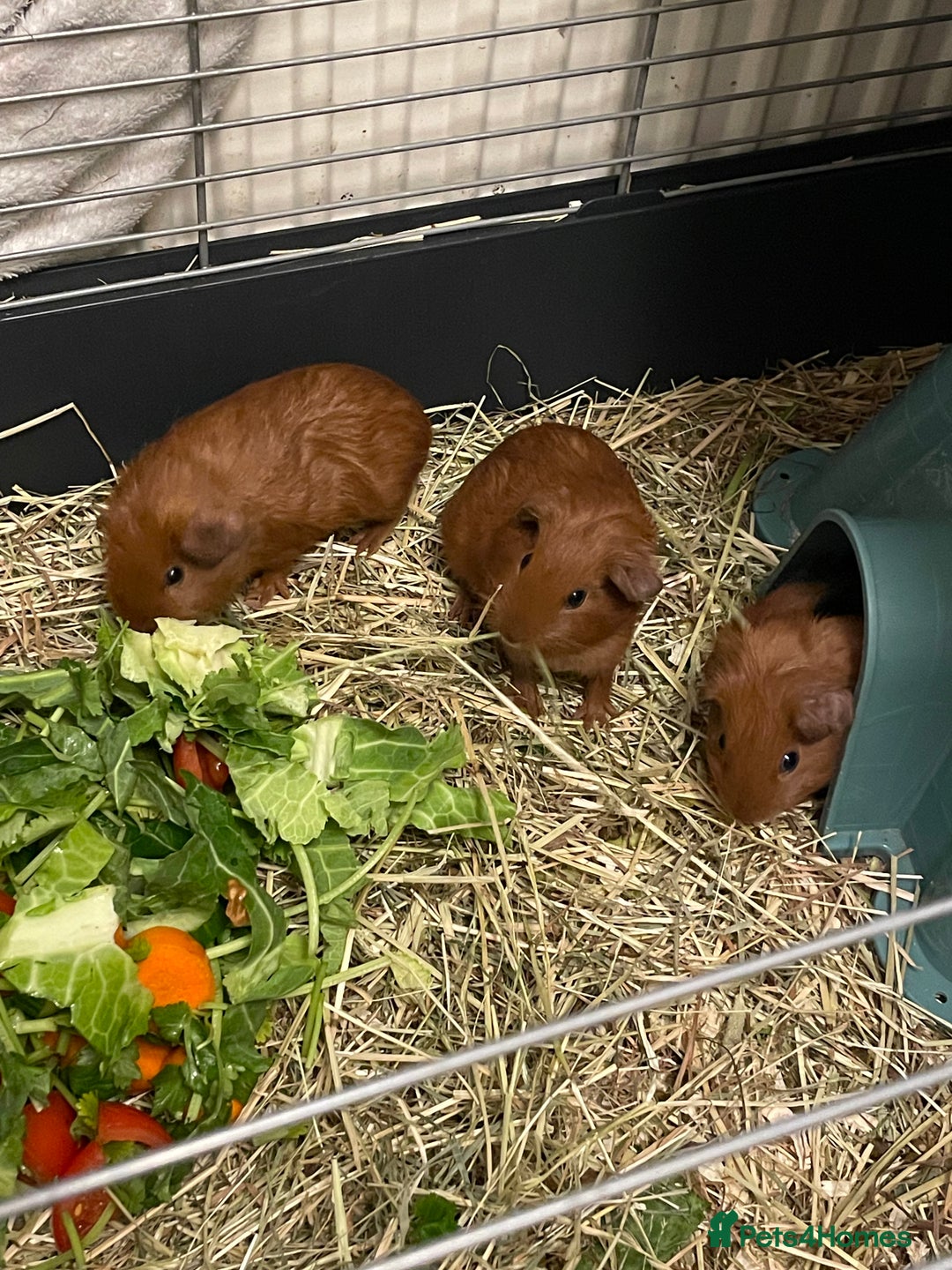 Guinea Pig rodents for sale: Baby Guinea Pigs. Male & Female pairs - Advert 14