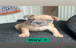 Mixed Breed dogs for sale: French Bulldog X American Pocket Bully Puppies in Carlisle - Image 6