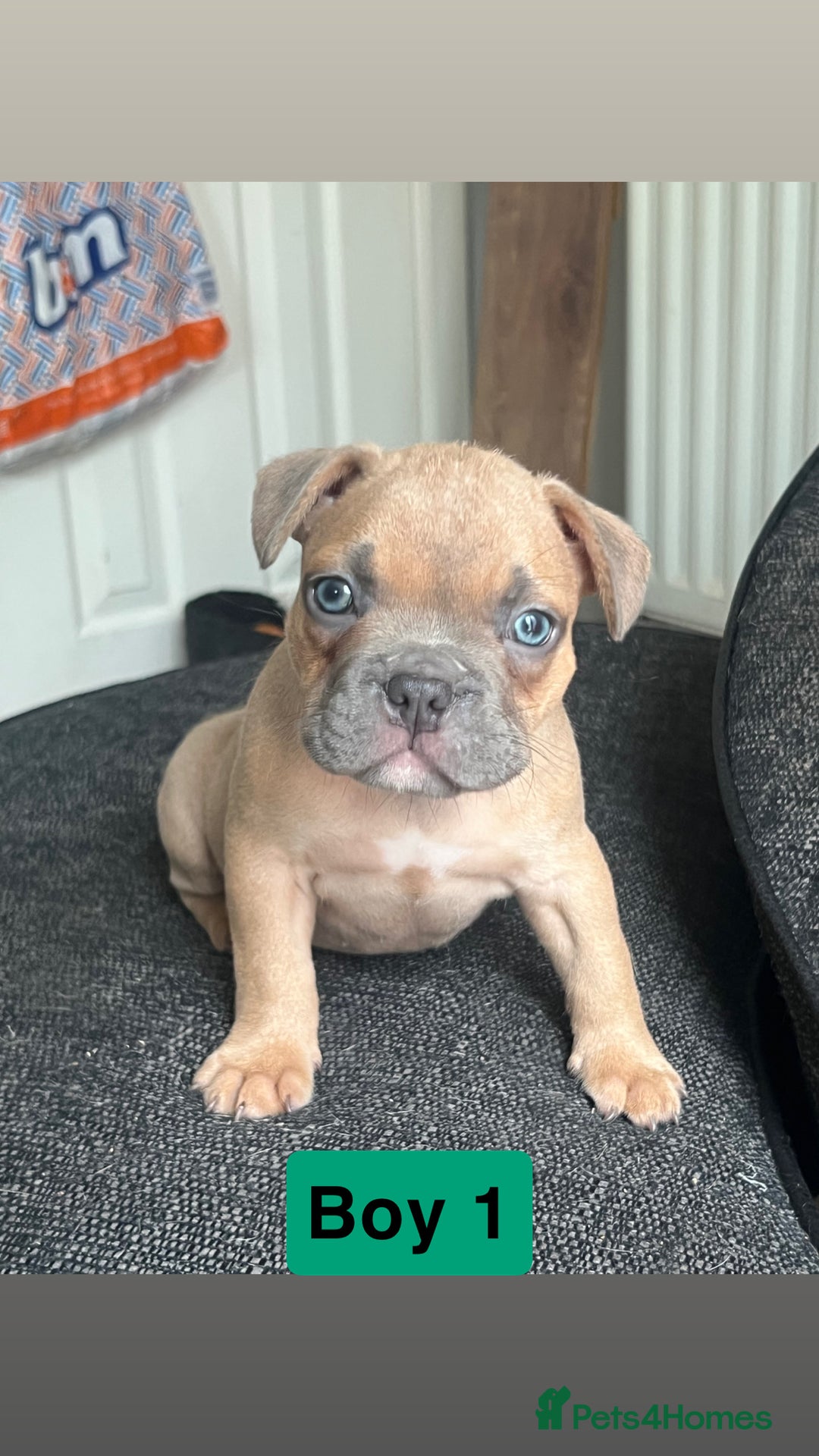 Mixed Breed dogs for sale: French Bulldog X American Pocket Bully Puppies in Carlisle - Image 6