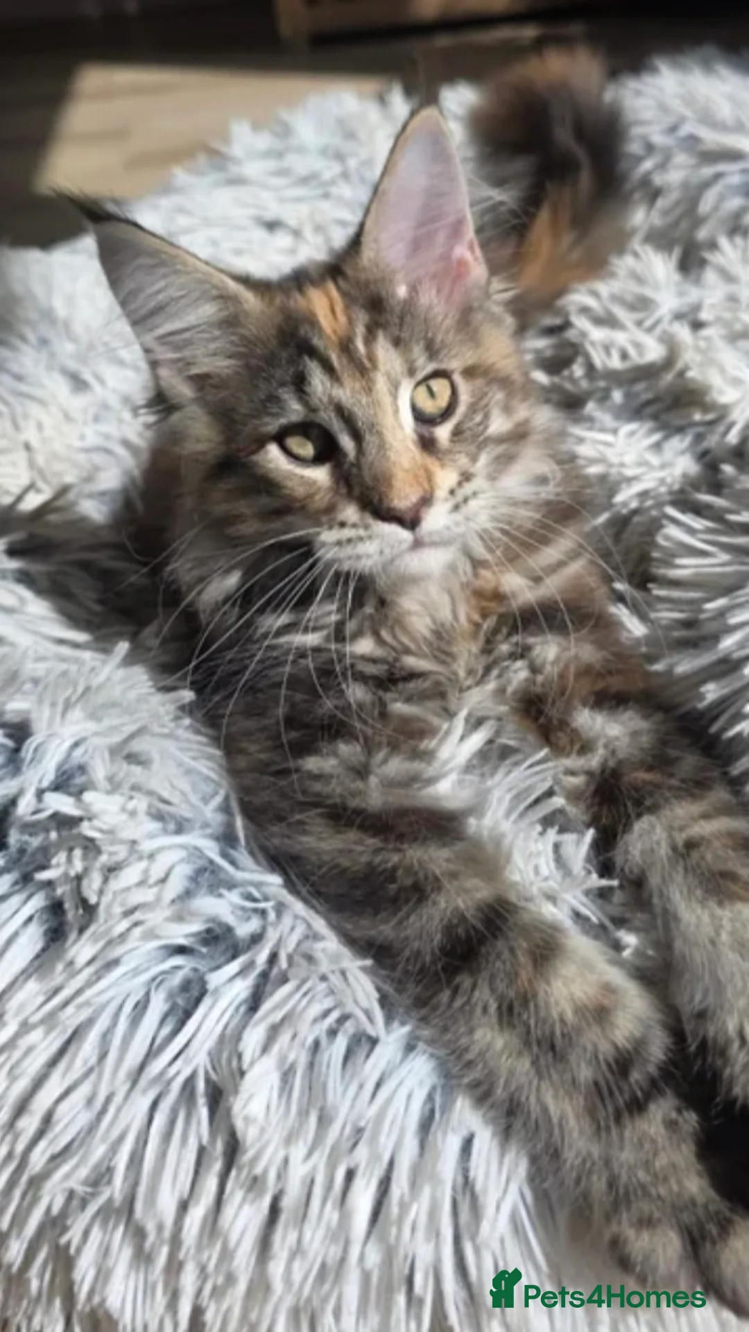 British Shorthair cats for sale: Shorthair Tabby For Sale - Advert 2