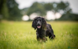 Cocker Spaniel dogs for stud: Working cocker at studs in Ashford - Image 18