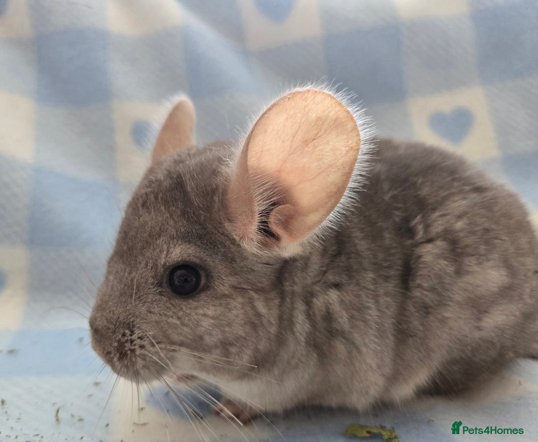 Chinchilla rodents for sale: Young adult and baby chinchillas RPA/RPAC - Image 3