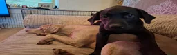 Labrador Retriever dogs for sale: Beautiful Black Labrador Pups - Advert 5