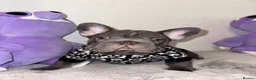 French Bulldog dogs for sale: French Bulldog Blue & Platinum Puppies  - Advert 11