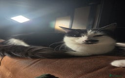 Mixed Breed cats for sale: One male and female tabby kittens  - Image 2