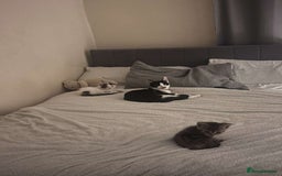 Domestic Shorthair cats for sale: 1 cat and 2 kittens  - Image 4