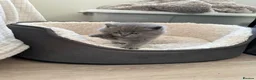 Scottish Fold cats for sale: Beautiful Scottish Fold Kittens in Bognor Regis - Advert 6