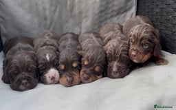 Cocker Spaniel dogs for sale: Cocker spaniel puppies for sale - Image 1