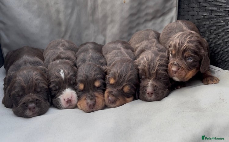Cocker Spaniel dogs - Advert 1