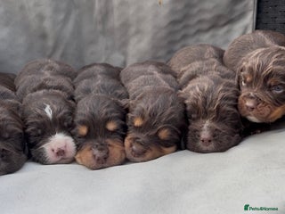 Cocker Spaniel dogs - Advert 1