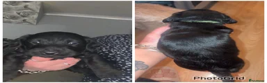 Mixed Breed Puppy 3