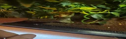 Bearded Dragon reptiles for sale: Bearded dragons & geckos  in Hereford - Advert 9