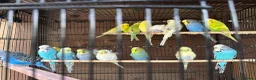 Budgerigars birds for sale: Budgies for sale  - Advert 10