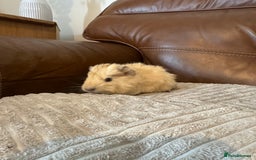 Guinea Pig rodents for sale: Baby guinea pigs girls and boys available - Image 7
