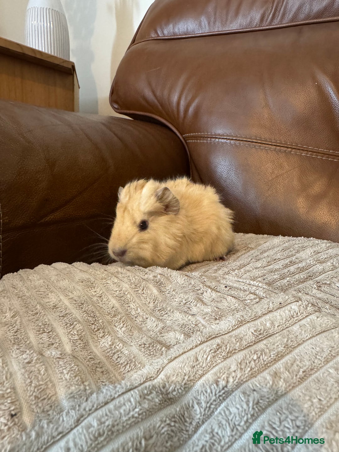 Guinea Pig rodents for sale: Baby guinea pigs girls and boys available - Image 7