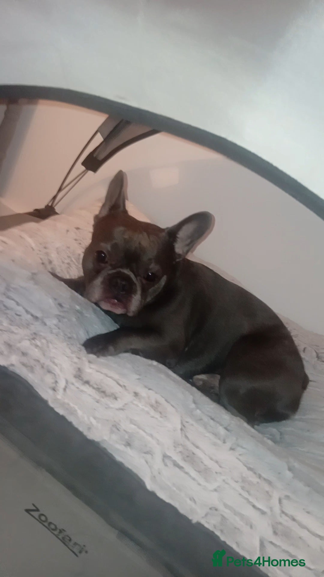 French Bulldog dogs for stud: Teddy 3 year old mini French Bulldog  - Advert 3