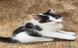 British Longhair cats for sale: Stunning friendly kittens - Image 30