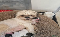 Shih Tzu dogs for sale: Puppies for sale 4 female and one male  - Image 1