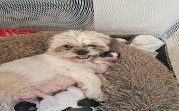 Shih Tzu dogs - Advert 1