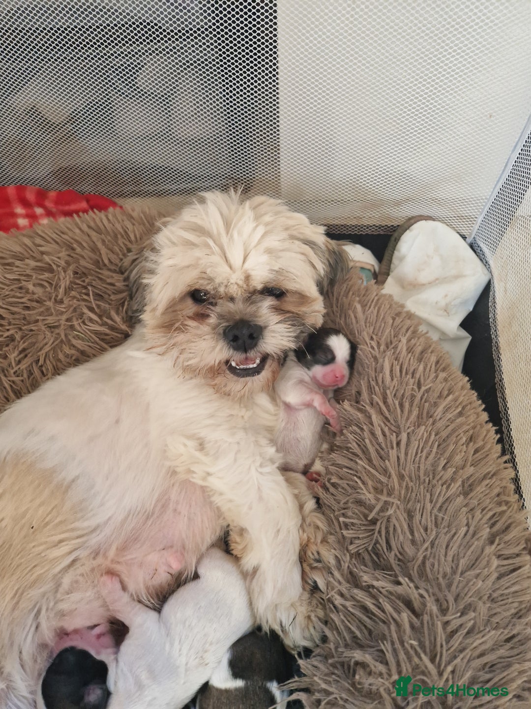 Shih Tzu dogs for sale: Puppies for sale 4 female and one male  - Image 1