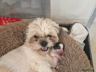 Shih Tzu dogs - Advert 2