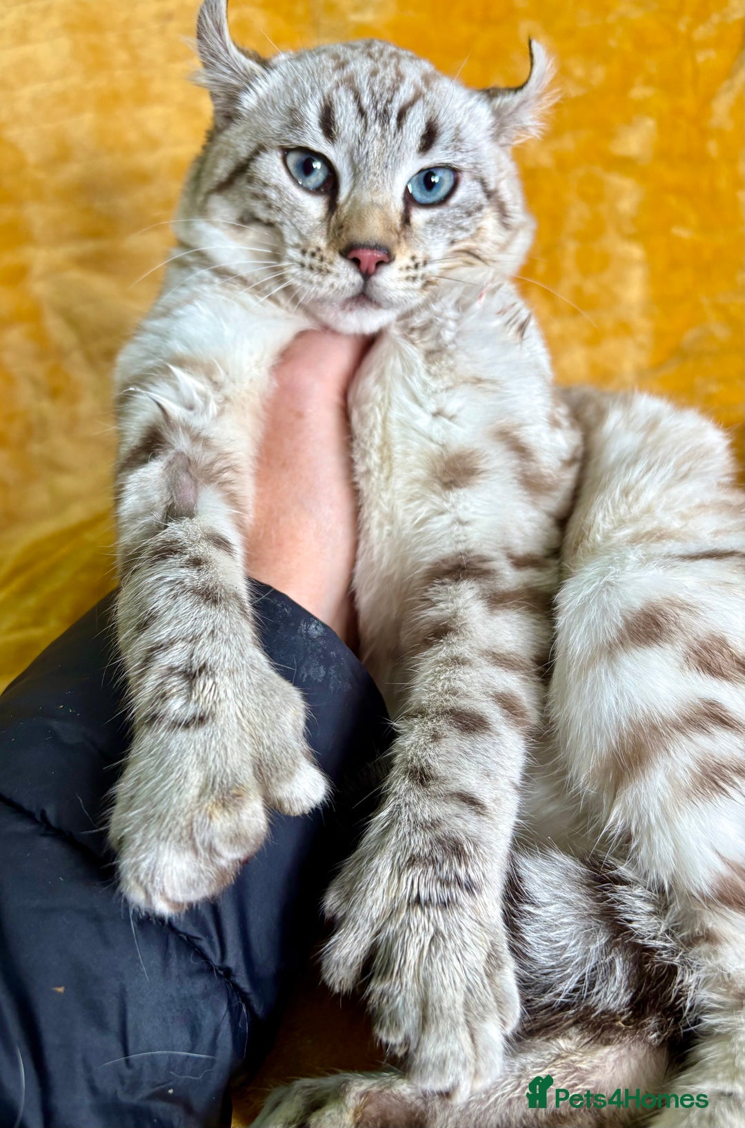 Keetso cats for sale: Super wild looking poly curled eared leopard  - Advert 12