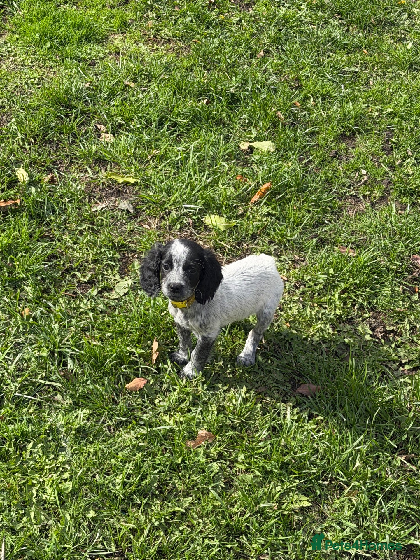 Sprocker dogs Sprocker Pup Ready Now 1 Girl Left - yellow collar - Advert 11