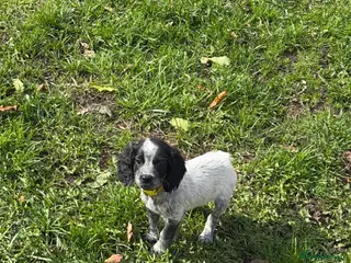 Sprocker dogs Sprocker Pup Ready Now 1 Girl Left - yellow collar - Advert 11