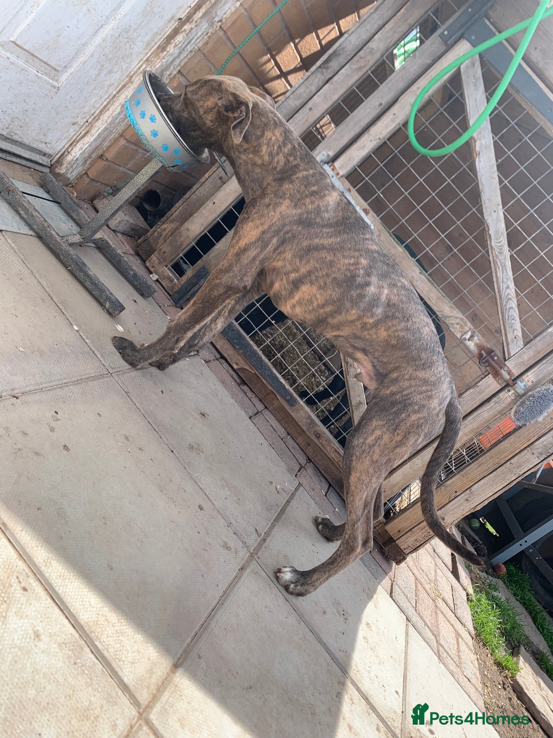 Lurcher dogs for sale: Collie Whippet grey x bull greyhound  - Image 6