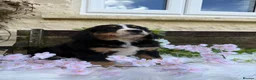Bernese Mountain Dog dogs for sale: KC Beautiful Bernese  - Advert 11