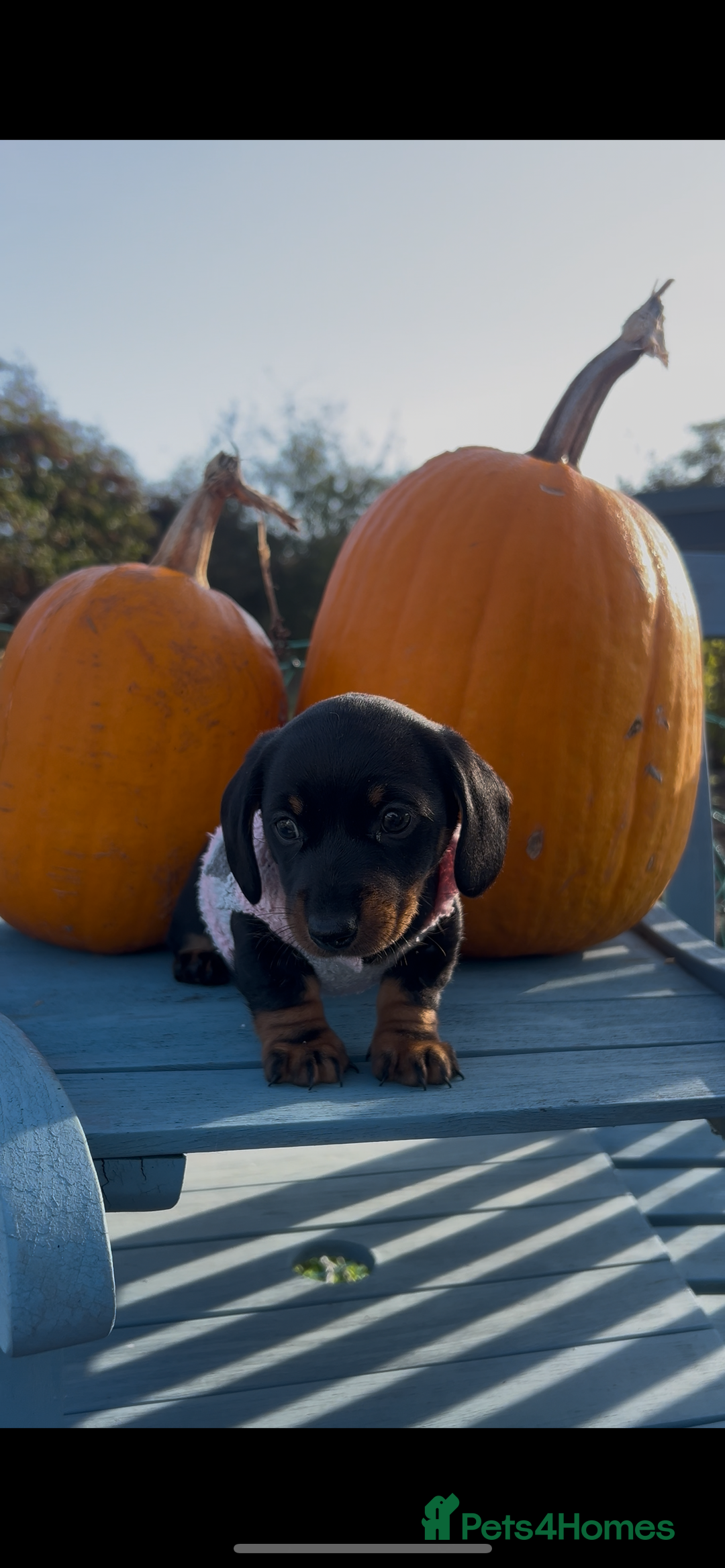 Miniature Dachshund dogs for sale: Miniature dachshund  - Image 1