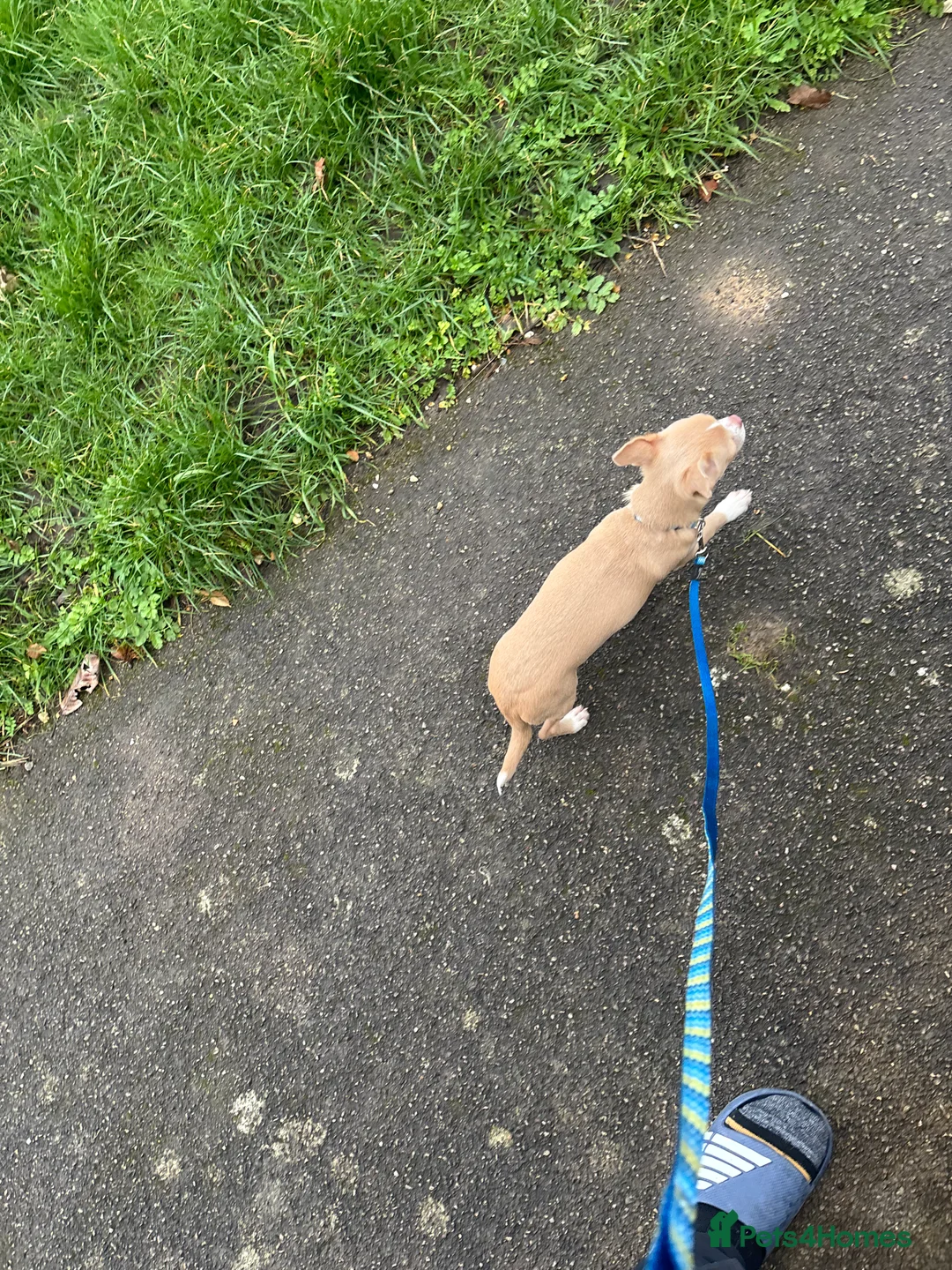 Chihuahua dogs for sale: Chihuahua for sale in Bognor Regis - Advert 5